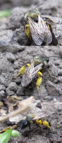 Andrena sp.